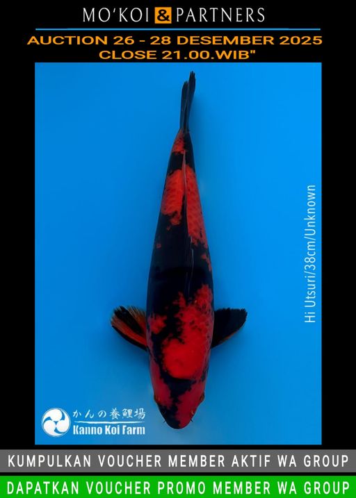 Lelang Koi Online, Jual Beli Ikan Koi, Pusat Jual Beli Koi, Info Lelang Koi Hari Ini, Platform Jual Beli Koi, Jual Beli Ikan Koi Online, Marketplace Ikan Koi, Jual Koi Terbaik, Tempat Beli Koi Berkualitas, Pasar Ikan Koi Online Terpercaya, Penjual Ikan Koi Terpercaya, Beli Koi Hias Online, Ikan Koi untuk Dijual, Koi Kualitas Terbaik, Toko Online Ikan Koi, Koi Hias Untuk Dijual, Jual Beli Ikan Koi Lokal, Koi Indonesia Online, Pusat Jual Beli Koi Terbesar