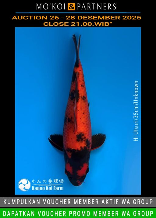 Lelang Koi Online, Jual Beli Ikan Koi, Pusat Jual Beli Koi, Info Lelang Koi Hari Ini, Platform Jual Beli Koi, Jual Beli Ikan Koi Online, Marketplace Ikan Koi, Jual Koi Terbaik, Tempat Beli Koi Berkualitas, Pasar Ikan Koi Online Terpercaya, Penjual Ikan Koi Terpercaya, Beli Koi Hias Online, Ikan Koi untuk Dijual, Koi Kualitas Terbaik, Toko Online Ikan Koi, Koi Hias Untuk Dijual, Jual Beli Ikan Koi Lokal, Koi Indonesia Online, Pusat Jual Beli Koi Terbesar