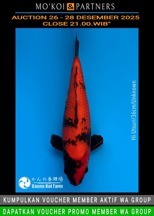 Lelang Koi Online, Jual Beli Ikan Koi, Pusat Jual Beli Koi, Info Lelang Koi Hari Ini, Platform Jual Beli Koi, Jual Beli Ikan Koi Online, Marketplace Ikan Koi, Jual Koi Terbaik, Tempat Beli Koi Berkualitas, Pasar Ikan Koi Online Terpercaya, Penjual Ikan Koi Terpercaya, Beli Koi Hias Online, Ikan Koi untuk Dijual, Koi Kualitas Terbaik, Toko Online Ikan Koi, Koi Hias Untuk Dijual, Jual Beli Ikan Koi Lokal, Koi Indonesia Online, Pusat Jual Beli Koi Terbesar