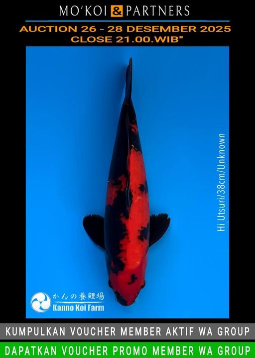 Lelang Koi Online, Jual Beli Ikan Koi, Pusat Jual Beli Koi, Info Lelang Koi Hari Ini, Platform Jual Beli Koi, Jual Beli Ikan Koi Online, Marketplace Ikan Koi, Jual Koi Terbaik, Tempat Beli Koi Berkualitas, Pasar Ikan Koi Online Terpercaya, Penjual Ikan Koi Terpercaya, Beli Koi Hias Online, Ikan Koi untuk Dijual, Koi Kualitas Terbaik, Toko Online Ikan Koi, Koi Hias Untuk Dijual, Jual Beli Ikan Koi Lokal, Koi Indonesia Online, Pusat Jual Beli Koi Terbesar