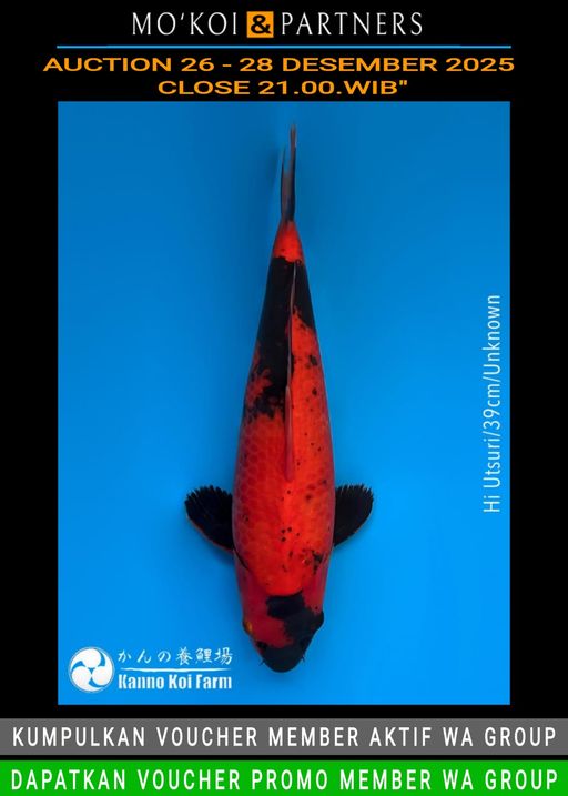 Lelang Koi Online, Jual Beli Ikan Koi, Pusat Jual Beli Koi, Info Lelang Koi Hari Ini, Platform Jual Beli Koi, Jual Beli Ikan Koi Online, Marketplace Ikan Koi, Jual Koi Terbaik, Tempat Beli Koi Berkualitas, Pasar Ikan Koi Online Terpercaya, Penjual Ikan Koi Terpercaya, Beli Koi Hias Online, Ikan Koi untuk Dijual, Koi Kualitas Terbaik, Toko Online Ikan Koi, Koi Hias Untuk Dijual, Jual Beli Ikan Koi Lokal, Koi Indonesia Online, Pusat Jual Beli Koi Terbesar