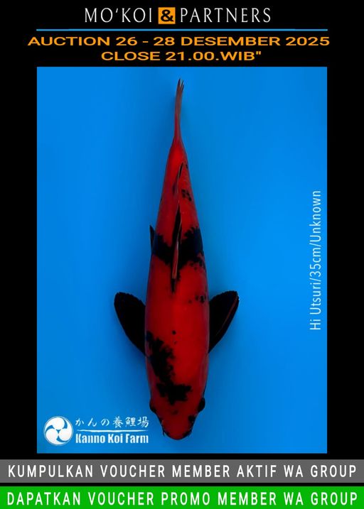 Lelang Koi Online, Jual Beli Ikan Koi, Pusat Jual Beli Koi, Info Lelang Koi Hari Ini, Platform Jual Beli Koi, Jual Beli Ikan Koi Online, Marketplace Ikan Koi, Jual Koi Terbaik, Tempat Beli Koi Berkualitas, Pasar Ikan Koi Online Terpercaya, Penjual Ikan Koi Terpercaya, Beli Koi Hias Online, Ikan Koi untuk Dijual, Koi Kualitas Terbaik, Toko Online Ikan Koi, Koi Hias Untuk Dijual, Jual Beli Ikan Koi Lokal, Koi Indonesia Online, Pusat Jual Beli Koi Terbesar