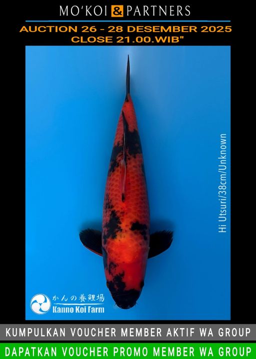 Lelang Koi Online, Jual Beli Ikan Koi, Pusat Jual Beli Koi, Info Lelang Koi Hari Ini, Platform Jual Beli Koi, Jual Beli Ikan Koi Online, Marketplace Ikan Koi, Jual Koi Terbaik, Tempat Beli Koi Berkualitas, Pasar Ikan Koi Online Terpercaya, Penjual Ikan Koi Terpercaya, Beli Koi Hias Online, Ikan Koi untuk Dijual, Koi Kualitas Terbaik, Toko Online Ikan Koi, Koi Hias Untuk Dijual, Jual Beli Ikan Koi Lokal, Koi Indonesia Online, Pusat Jual Beli Koi Terbesar