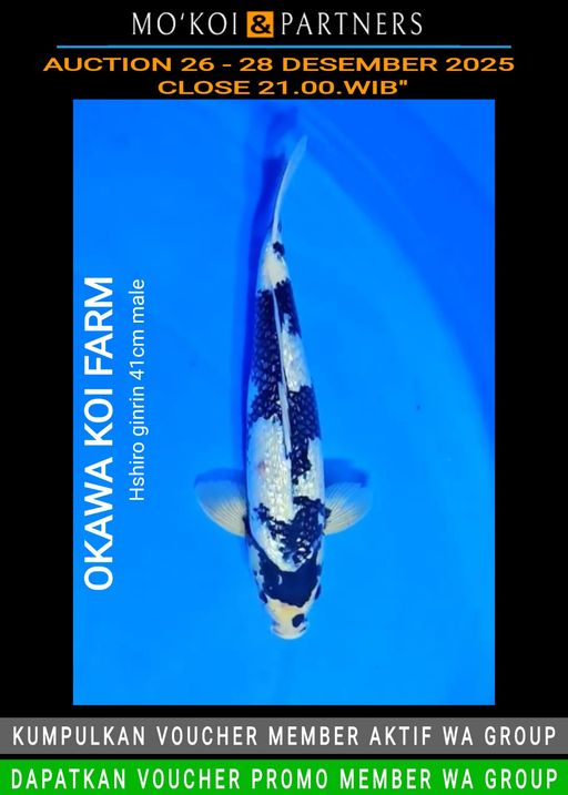 Lelang Koi Online, Jual Beli Ikan Koi, Pusat Jual Beli Koi, Info Lelang Koi Hari Ini, Platform Jual Beli Koi, Jual Beli Ikan Koi Online, Marketplace Ikan Koi, Jual Koi Terbaik, Tempat Beli Koi Berkualitas, Pasar Ikan Koi Online Terpercaya, Penjual Ikan Koi Terpercaya, Beli Koi Hias Online, Ikan Koi untuk Dijual, Koi Kualitas Terbaik, Toko Online Ikan Koi, Koi Hias Untuk Dijual, Jual Beli Ikan Koi Lokal, Koi Indonesia Online, Pusat Jual Beli Koi Terbesar