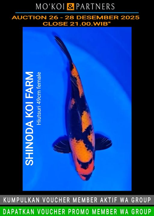 Lelang Koi Online, Jual Beli Ikan Koi, Pusat Jual Beli Koi, Info Lelang Koi Hari Ini, Platform Jual Beli Koi, Jual Beli Ikan Koi Online, Marketplace Ikan Koi, Jual Koi Terbaik, Tempat Beli Koi Berkualitas, Pasar Ikan Koi Online Terpercaya, Penjual Ikan Koi Terpercaya, Beli Koi Hias Online, Ikan Koi untuk Dijual, Koi Kualitas Terbaik, Toko Online Ikan Koi, Koi Hias Untuk Dijual, Jual Beli Ikan Koi Lokal, Koi Indonesia Online, Pusat Jual Beli Koi Terbesar