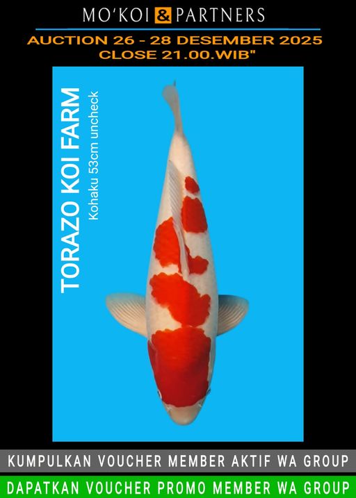 Lelang Koi Online, Jual Beli Ikan Koi, Pusat Jual Beli Koi, Info Lelang Koi Hari Ini, Platform Jual Beli Koi, Jual Beli Ikan Koi Online, Marketplace Ikan Koi, Jual Koi Terbaik, Tempat Beli Koi Berkualitas, Pasar Ikan Koi Online Terpercaya, Penjual Ikan Koi Terpercaya, Beli Koi Hias Online, Ikan Koi untuk Dijual, Koi Kualitas Terbaik, Toko Online Ikan Koi, Koi Hias Untuk Dijual, Jual Beli Ikan Koi Lokal, Koi Indonesia Online, Pusat Jual Beli Koi Terbesar