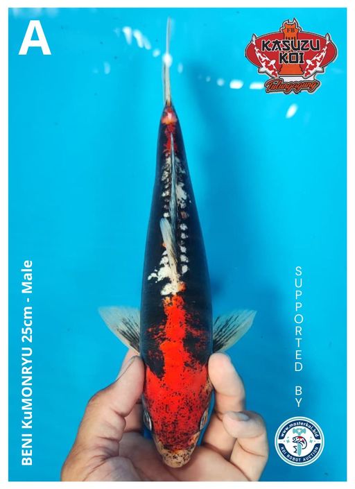 Lelang Koi Online, Jual Beli Ikan Koi, Pusat Jual Beli Koi, Info Lelang Koi Hari Ini, Platform Jual Beli Koi, Jual Beli Ikan Koi Online, Marketplace Ikan Koi, Jual Koi Terbaik, Tempat Beli Koi Berkualitas, Pasar Ikan Koi Online Terpercaya, Penjual Ikan Koi Terpercaya, Beli Koi Hias Online, Ikan Koi untuk Dijual, Koi Kualitas Terbaik, Toko Online Ikan Koi, Koi Hias Untuk Dijual, Jual Beli Ikan Koi Lokal, Koi Indonesia Online, Pusat Jual Beli Koi Terbesar