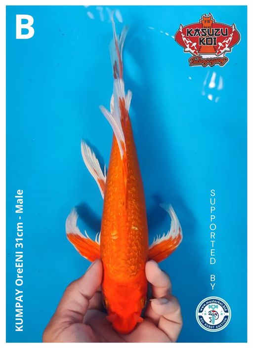 Lelang Koi Online, Jual Beli Ikan Koi, Pusat Jual Beli Koi, Info Lelang Koi Hari Ini, Platform Jual Beli Koi, Jual Beli Ikan Koi Online, Marketplace Ikan Koi, Jual Koi Terbaik, Tempat Beli Koi Berkualitas, Pasar Ikan Koi Online Terpercaya, Penjual Ikan Koi Terpercaya, Beli Koi Hias Online, Ikan Koi untuk Dijual, Koi Kualitas Terbaik, Toko Online Ikan Koi, Koi Hias Untuk Dijual, Jual Beli Ikan Koi Lokal, Koi Indonesia Online, Pusat Jual Beli Koi Terbesar