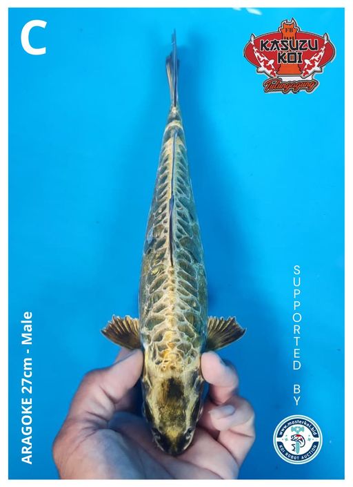 Lelang Koi Online, Jual Beli Ikan Koi, Pusat Jual Beli Koi, Info Lelang Koi Hari Ini, Platform Jual Beli Koi, Jual Beli Ikan Koi Online, Marketplace Ikan Koi, Jual Koi Terbaik, Tempat Beli Koi Berkualitas, Pasar Ikan Koi Online Terpercaya, Penjual Ikan Koi Terpercaya, Beli Koi Hias Online, Ikan Koi untuk Dijual, Koi Kualitas Terbaik, Toko Online Ikan Koi, Koi Hias Untuk Dijual, Jual Beli Ikan Koi Lokal, Koi Indonesia Online, Pusat Jual Beli Koi Terbesar
