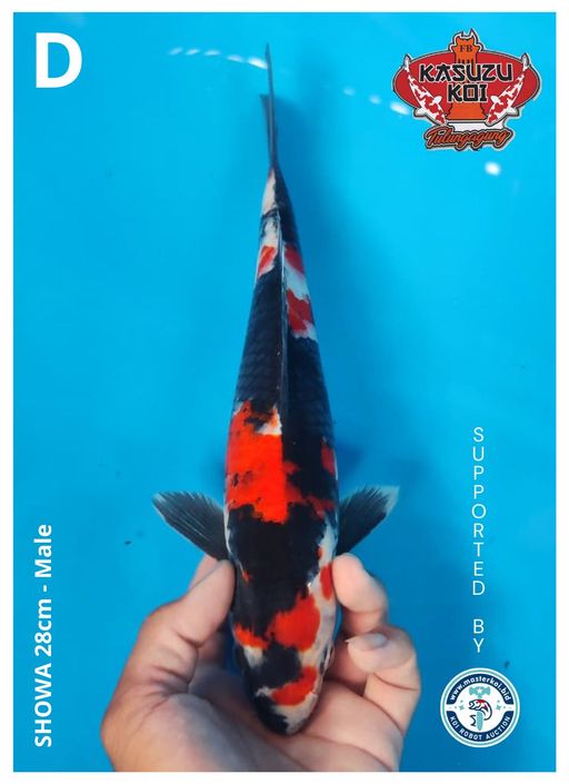 Lelang Koi Online, Jual Beli Ikan Koi, Pusat Jual Beli Koi, Info Lelang Koi Hari Ini, Platform Jual Beli Koi, Jual Beli Ikan Koi Online, Marketplace Ikan Koi, Jual Koi Terbaik, Tempat Beli Koi Berkualitas, Pasar Ikan Koi Online Terpercaya, Penjual Ikan Koi Terpercaya, Beli Koi Hias Online, Ikan Koi untuk Dijual, Koi Kualitas Terbaik, Toko Online Ikan Koi, Koi Hias Untuk Dijual, Jual Beli Ikan Koi Lokal, Koi Indonesia Online, Pusat Jual Beli Koi Terbesar