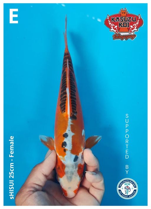 Lelang Koi Online, Jual Beli Ikan Koi, Pusat Jual Beli Koi, Info Lelang Koi Hari Ini, Platform Jual Beli Koi, Jual Beli Ikan Koi Online, Marketplace Ikan Koi, Jual Koi Terbaik, Tempat Beli Koi Berkualitas, Pasar Ikan Koi Online Terpercaya, Penjual Ikan Koi Terpercaya, Beli Koi Hias Online, Ikan Koi untuk Dijual, Koi Kualitas Terbaik, Toko Online Ikan Koi, Koi Hias Untuk Dijual, Jual Beli Ikan Koi Lokal, Koi Indonesia Online, Pusat Jual Beli Koi Terbesar