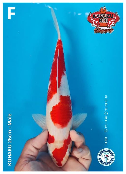 Lelang Koi Online, Jual Beli Ikan Koi, Pusat Jual Beli Koi, Info Lelang Koi Hari Ini, Platform Jual Beli Koi, Jual Beli Ikan Koi Online, Marketplace Ikan Koi, Jual Koi Terbaik, Tempat Beli Koi Berkualitas, Pasar Ikan Koi Online Terpercaya, Penjual Ikan Koi Terpercaya, Beli Koi Hias Online, Ikan Koi untuk Dijual, Koi Kualitas Terbaik, Toko Online Ikan Koi, Koi Hias Untuk Dijual, Jual Beli Ikan Koi Lokal, Koi Indonesia Online, Pusat Jual Beli Koi Terbesar