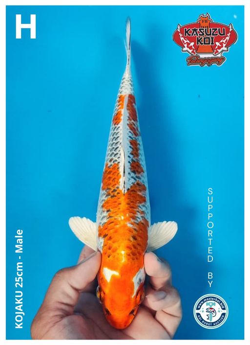 Lelang Koi Online, Jual Beli Ikan Koi, Pusat Jual Beli Koi, Info Lelang Koi Hari Ini, Platform Jual Beli Koi, Jual Beli Ikan Koi Online, Marketplace Ikan Koi, Jual Koi Terbaik, Tempat Beli Koi Berkualitas, Pasar Ikan Koi Online Terpercaya, Penjual Ikan Koi Terpercaya, Beli Koi Hias Online, Ikan Koi untuk Dijual, Koi Kualitas Terbaik, Toko Online Ikan Koi, Koi Hias Untuk Dijual, Jual Beli Ikan Koi Lokal, Koi Indonesia Online, Pusat Jual Beli Koi Terbesar