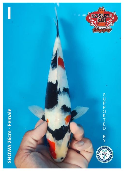 Lelang Koi Online, Jual Beli Ikan Koi, Pusat Jual Beli Koi, Info Lelang Koi Hari Ini, Platform Jual Beli Koi, Jual Beli Ikan Koi Online, Marketplace Ikan Koi, Jual Koi Terbaik, Tempat Beli Koi Berkualitas, Pasar Ikan Koi Online Terpercaya, Penjual Ikan Koi Terpercaya, Beli Koi Hias Online, Ikan Koi untuk Dijual, Koi Kualitas Terbaik, Toko Online Ikan Koi, Koi Hias Untuk Dijual, Jual Beli Ikan Koi Lokal, Koi Indonesia Online, Pusat Jual Beli Koi Terbesar
