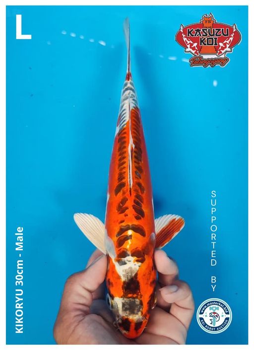 Lelang Koi Online, Jual Beli Ikan Koi, Pusat Jual Beli Koi, Info Lelang Koi Hari Ini, Platform Jual Beli Koi, Jual Beli Ikan Koi Online, Marketplace Ikan Koi, Jual Koi Terbaik, Tempat Beli Koi Berkualitas, Pasar Ikan Koi Online Terpercaya, Penjual Ikan Koi Terpercaya, Beli Koi Hias Online, Ikan Koi untuk Dijual, Koi Kualitas Terbaik, Toko Online Ikan Koi, Koi Hias Untuk Dijual, Jual Beli Ikan Koi Lokal, Koi Indonesia Online, Pusat Jual Beli Koi Terbesar