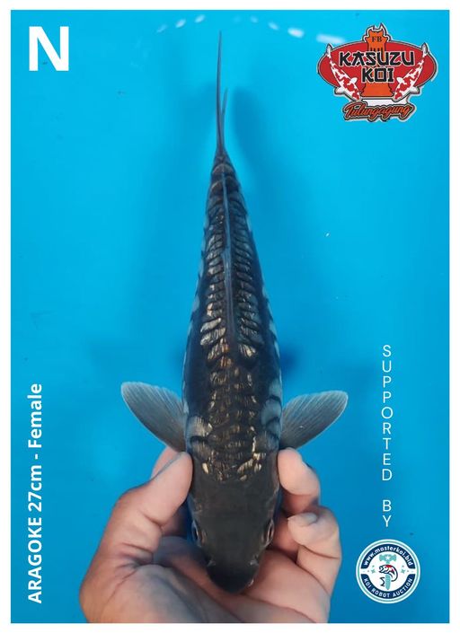 Lelang Koi Online, Jual Beli Ikan Koi, Pusat Jual Beli Koi, Info Lelang Koi Hari Ini, Platform Jual Beli Koi, Jual Beli Ikan Koi Online, Marketplace Ikan Koi, Jual Koi Terbaik, Tempat Beli Koi Berkualitas, Pasar Ikan Koi Online Terpercaya, Penjual Ikan Koi Terpercaya, Beli Koi Hias Online, Ikan Koi untuk Dijual, Koi Kualitas Terbaik, Toko Online Ikan Koi, Koi Hias Untuk Dijual, Jual Beli Ikan Koi Lokal, Koi Indonesia Online, Pusat Jual Beli Koi Terbesar