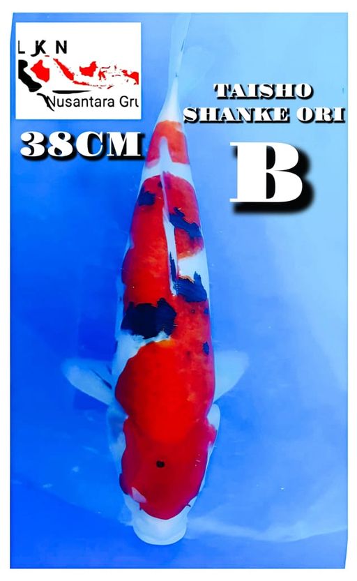 Lelang Koi Online, Jual Beli Ikan Koi, Pusat Jual Beli Koi, Info Lelang Koi Hari Ini, Platform Jual Beli Koi, Jual Beli Ikan Koi Online, Marketplace Ikan Koi, Jual Koi Terbaik, Tempat Beli Koi Berkualitas, Pasar Ikan Koi Online Terpercaya, Penjual Ikan Koi Terpercaya, Beli Koi Hias Online, Ikan Koi untuk Dijual, Koi Kualitas Terbaik, Toko Online Ikan Koi, Koi Hias Untuk Dijual, Jual Beli Ikan Koi Lokal, Koi Indonesia Online, Pusat Jual Beli Koi Terbesar