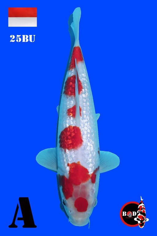 Ikan Koi KOHAKU GINRIN 25cm, lelang koi KOHAKU GINRIN 25cm, jual koi KOHAKU GINRIN 25cm, beli koi KOHAKU GINRIN 25cm, Lelang Koi Online, Jual Beli Ikan Koi, Pusat Jual Beli Koi, Info Lelang Koi Hari Ini, Platform Jual Beli Koi, Jual Beli Ikan Koi Online, Marketplace Ikan Koi, Jual Koi Terbaik, Tempat Beli Koi Berkualitas, Pasar Ikan Koi Online Terpercaya, Penjual Ikan Koi Terpercaya, Beli Koi Hias Online, Ikan Koi untuk Dijual, Koi Kualitas Terbaik, Toko Online Ikan Koi, Koi Hias Untuk Dijual, Jual Beli Ikan Koi Lokal, Koi Indonesia Online, Pusat Jual Beli Koi Terbesar