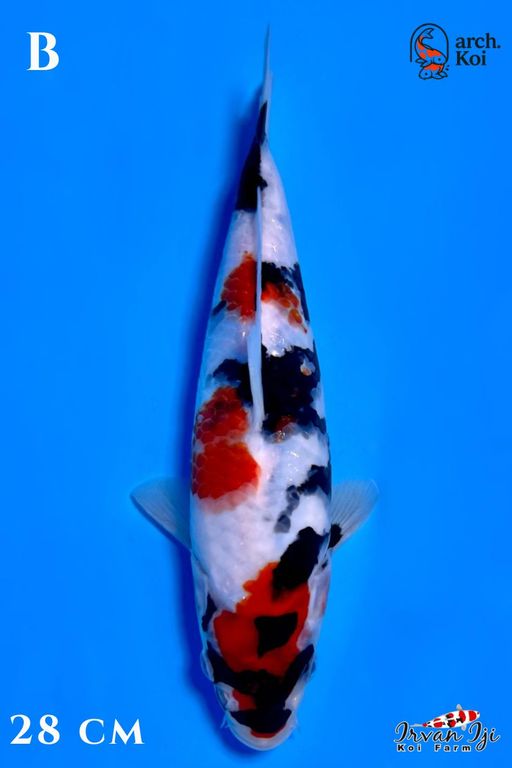 Ikan Koi KINDAI SHOWA SHOW QUALITY FARM IRVAN IJI SPESIAL HANDPICK BERSERTIFIKAT 28cm, lelang koi KINDAI SHOWA SHOW QUALITY FARM IRVAN IJI SPESIAL HANDPICK BERSERTIFIKAT 28cm, jual koi KINDAI SHOWA SHOW QUALITY FARM IRVAN IJI SPESIAL HANDPICK BERSERTIFIKAT 28cm, beli koi KINDAI SHOWA SHOW QUALITY FARM IRVAN IJI SPESIAL HANDPICK BERSERTIFIKAT 28cm, Lelang Koi Online, Jual Beli Ikan Koi, Pusat Jual Beli Koi, Info Lelang Koi Hari Ini, Platform Jual Beli Koi, Jual Beli Ikan Koi Online, Marketplace Ikan Koi, Jual Koi Terbaik, Tempat Beli Koi Berkualitas, Pasar Ikan Koi Online Terpercaya, Penjual Ikan Koi Terpercaya, Beli Koi Hias Online, Ikan Koi untuk Dijual, Koi Kualitas Terbaik, Toko Online Ikan Koi, Koi Hias Untuk Dijual, Jual Beli Ikan Koi Lokal, Koi Indonesia Online, Pusat Jual Beli Koi Terbesar