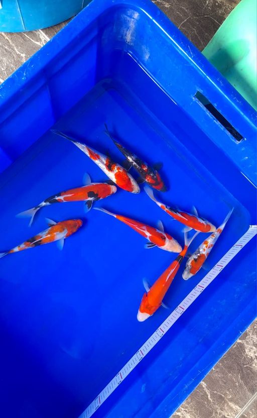 Lelang Koi Online, Jual Beli Ikan Koi, Pusat Jual Beli Koi, Info Lelang Koi Hari Ini, Platform Jual Beli Koi, Jual Beli Ikan Koi Online, Marketplace Ikan Koi, Jual Koi Terbaik, Tempat Beli Koi Berkualitas, Pasar Ikan Koi Online Terpercaya, Penjual Ikan Koi Terpercaya, Beli Koi Hias Online, Ikan Koi untuk Dijual, Koi Kualitas Terbaik, Toko Online Ikan Koi, Koi Hias Untuk Dijual, Jual Beli Ikan Koi Lokal, Koi Indonesia Online, Pusat Jual Beli Koi Terbesar