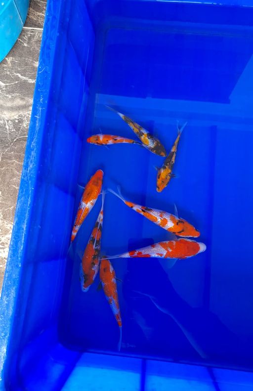 Lelang Koi Online, Jual Beli Ikan Koi, Pusat Jual Beli Koi, Info Lelang Koi Hari Ini, Platform Jual Beli Koi, Jual Beli Ikan Koi Online, Marketplace Ikan Koi, Jual Koi Terbaik, Tempat Beli Koi Berkualitas, Pasar Ikan Koi Online Terpercaya, Penjual Ikan Koi Terpercaya, Beli Koi Hias Online, Ikan Koi untuk Dijual, Koi Kualitas Terbaik, Toko Online Ikan Koi, Koi Hias Untuk Dijual, Jual Beli Ikan Koi Lokal, Koi Indonesia Online, Pusat Jual Beli Koi Terbesar