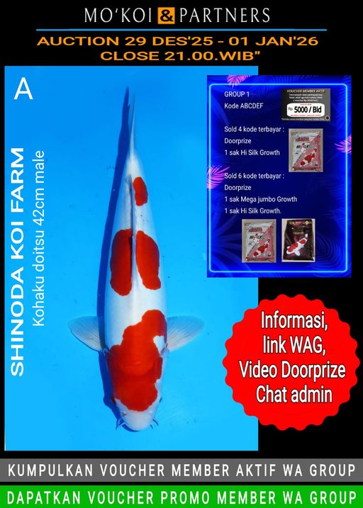 Lelang Koi Online, Jual Beli Ikan Koi, Pusat Jual Beli Koi, Info Lelang Koi Hari Ini, Platform Jual Beli Koi, Jual Beli Ikan Koi Online, Marketplace Ikan Koi, Jual Koi Terbaik, Tempat Beli Koi Berkualitas, Pasar Ikan Koi Online Terpercaya, Penjual Ikan Koi Terpercaya, Beli Koi Hias Online, Ikan Koi untuk Dijual, Koi Kualitas Terbaik, Toko Online Ikan Koi, Koi Hias Untuk Dijual, Jual Beli Ikan Koi Lokal, Koi Indonesia Online, Pusat Jual Beli Koi Terbesar