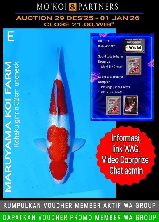 Lelang Koi Online, Jual Beli Ikan Koi, Pusat Jual Beli Koi, Info Lelang Koi Hari Ini, Platform Jual Beli Koi, Jual Beli Ikan Koi Online, Marketplace Ikan Koi, Jual Koi Terbaik, Tempat Beli Koi Berkualitas, Pasar Ikan Koi Online Terpercaya, Penjual Ikan Koi Terpercaya, Beli Koi Hias Online, Ikan Koi untuk Dijual, Koi Kualitas Terbaik, Toko Online Ikan Koi, Koi Hias Untuk Dijual, Jual Beli Ikan Koi Lokal, Koi Indonesia Online, Pusat Jual Beli Koi Terbesar