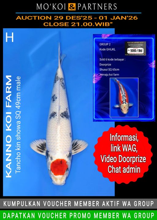 Lelang Koi Online, Jual Beli Ikan Koi, Pusat Jual Beli Koi, Info Lelang Koi Hari Ini, Platform Jual Beli Koi, Jual Beli Ikan Koi Online, Marketplace Ikan Koi, Jual Koi Terbaik, Tempat Beli Koi Berkualitas, Pasar Ikan Koi Online Terpercaya, Penjual Ikan Koi Terpercaya, Beli Koi Hias Online, Ikan Koi untuk Dijual, Koi Kualitas Terbaik, Toko Online Ikan Koi, Koi Hias Untuk Dijual, Jual Beli Ikan Koi Lokal, Koi Indonesia Online, Pusat Jual Beli Koi Terbesar