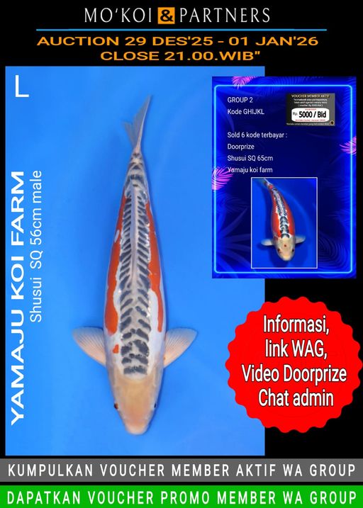 Lelang Koi Online, Jual Beli Ikan Koi, Pusat Jual Beli Koi, Info Lelang Koi Hari Ini, Platform Jual Beli Koi, Jual Beli Ikan Koi Online, Marketplace Ikan Koi, Jual Koi Terbaik, Tempat Beli Koi Berkualitas, Pasar Ikan Koi Online Terpercaya, Penjual Ikan Koi Terpercaya, Beli Koi Hias Online, Ikan Koi untuk Dijual, Koi Kualitas Terbaik, Toko Online Ikan Koi, Koi Hias Untuk Dijual, Jual Beli Ikan Koi Lokal, Koi Indonesia Online, Pusat Jual Beli Koi Terbesar