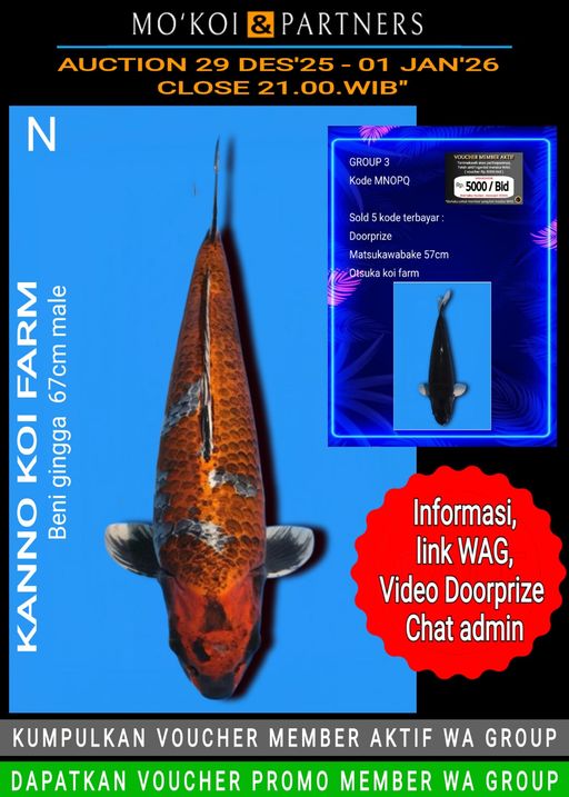 Lelang Koi Online, Jual Beli Ikan Koi, Pusat Jual Beli Koi, Info Lelang Koi Hari Ini, Platform Jual Beli Koi, Jual Beli Ikan Koi Online, Marketplace Ikan Koi, Jual Koi Terbaik, Tempat Beli Koi Berkualitas, Pasar Ikan Koi Online Terpercaya, Penjual Ikan Koi Terpercaya, Beli Koi Hias Online, Ikan Koi untuk Dijual, Koi Kualitas Terbaik, Toko Online Ikan Koi, Koi Hias Untuk Dijual, Jual Beli Ikan Koi Lokal, Koi Indonesia Online, Pusat Jual Beli Koi Terbesar