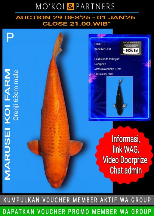 Lelang Koi Online, Jual Beli Ikan Koi, Pusat Jual Beli Koi, Info Lelang Koi Hari Ini, Platform Jual Beli Koi, Jual Beli Ikan Koi Online, Marketplace Ikan Koi, Jual Koi Terbaik, Tempat Beli Koi Berkualitas, Pasar Ikan Koi Online Terpercaya, Penjual Ikan Koi Terpercaya, Beli Koi Hias Online, Ikan Koi untuk Dijual, Koi Kualitas Terbaik, Toko Online Ikan Koi, Koi Hias Untuk Dijual, Jual Beli Ikan Koi Lokal, Koi Indonesia Online, Pusat Jual Beli Koi Terbesar