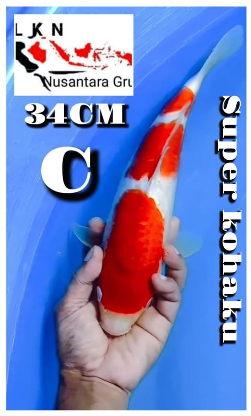 Lelang Koi Online, Jual Beli Ikan Koi, Pusat Jual Beli Koi, Info Lelang Koi Hari Ini, Platform Jual Beli Koi, Jual Beli Ikan Koi Online, Marketplace Ikan Koi, Jual Koi Terbaik, Tempat Beli Koi Berkualitas, Pasar Ikan Koi Online Terpercaya, Penjual Ikan Koi Terpercaya, Beli Koi Hias Online, Ikan Koi untuk Dijual, Koi Kualitas Terbaik, Toko Online Ikan Koi, Koi Hias Untuk Dijual, Jual Beli Ikan Koi Lokal, Koi Indonesia Online, Pusat Jual Beli Koi Terbesar