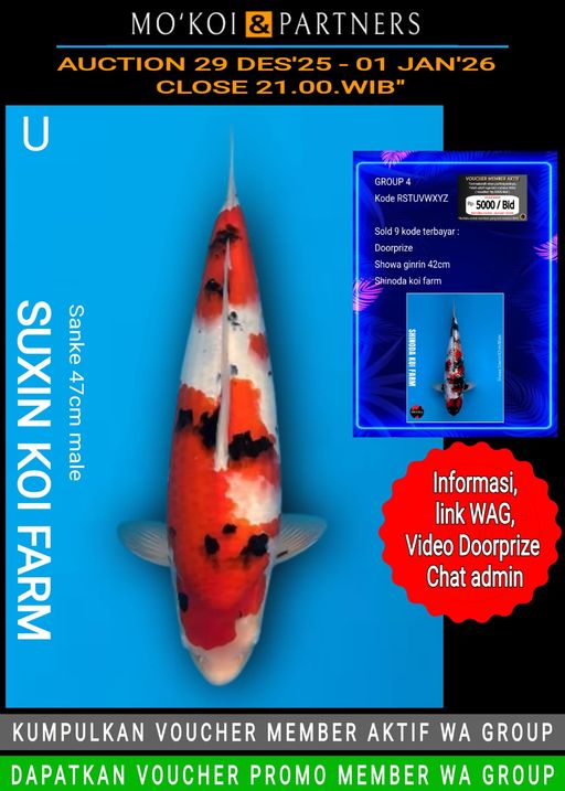 Lelang Koi Online, Jual Beli Ikan Koi, Pusat Jual Beli Koi, Info Lelang Koi Hari Ini, Platform Jual Beli Koi, Jual Beli Ikan Koi Online, Marketplace Ikan Koi, Jual Koi Terbaik, Tempat Beli Koi Berkualitas, Pasar Ikan Koi Online Terpercaya, Penjual Ikan Koi Terpercaya, Beli Koi Hias Online, Ikan Koi untuk Dijual, Koi Kualitas Terbaik, Toko Online Ikan Koi, Koi Hias Untuk Dijual, Jual Beli Ikan Koi Lokal, Koi Indonesia Online, Pusat Jual Beli Koi Terbesar