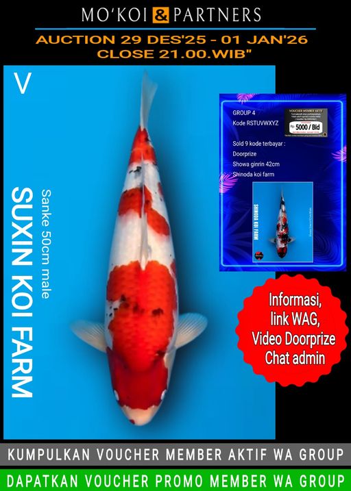 Lelang Koi Online, Jual Beli Ikan Koi, Pusat Jual Beli Koi, Info Lelang Koi Hari Ini, Platform Jual Beli Koi, Jual Beli Ikan Koi Online, Marketplace Ikan Koi, Jual Koi Terbaik, Tempat Beli Koi Berkualitas, Pasar Ikan Koi Online Terpercaya, Penjual Ikan Koi Terpercaya, Beli Koi Hias Online, Ikan Koi untuk Dijual, Koi Kualitas Terbaik, Toko Online Ikan Koi, Koi Hias Untuk Dijual, Jual Beli Ikan Koi Lokal, Koi Indonesia Online, Pusat Jual Beli Koi Terbesar