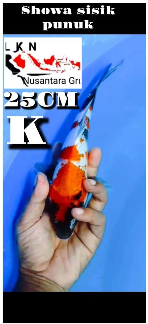 Lelang Koi Online, Jual Beli Ikan Koi, Pusat Jual Beli Koi, Info Lelang Koi Hari Ini, Platform Jual Beli Koi, Jual Beli Ikan Koi Online, Marketplace Ikan Koi, Jual Koi Terbaik, Tempat Beli Koi Berkualitas, Pasar Ikan Koi Online Terpercaya, Penjual Ikan Koi Terpercaya, Beli Koi Hias Online, Ikan Koi untuk Dijual, Koi Kualitas Terbaik, Toko Online Ikan Koi, Koi Hias Untuk Dijual, Jual Beli Ikan Koi Lokal, Koi Indonesia Online, Pusat Jual Beli Koi Terbesar