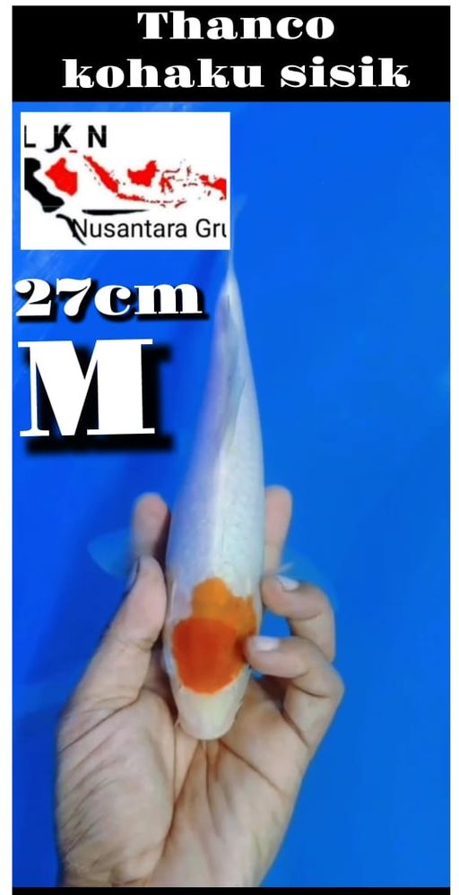 Lelang Koi Online, Jual Beli Ikan Koi, Pusat Jual Beli Koi, Info Lelang Koi Hari Ini, Platform Jual Beli Koi, Jual Beli Ikan Koi Online, Marketplace Ikan Koi, Jual Koi Terbaik, Tempat Beli Koi Berkualitas, Pasar Ikan Koi Online Terpercaya, Penjual Ikan Koi Terpercaya, Beli Koi Hias Online, Ikan Koi untuk Dijual, Koi Kualitas Terbaik, Toko Online Ikan Koi, Koi Hias Untuk Dijual, Jual Beli Ikan Koi Lokal, Koi Indonesia Online, Pusat Jual Beli Koi Terbesar