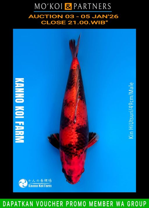 Lelang Koi Online, Jual Beli Ikan Koi, Pusat Jual Beli Koi, Info Lelang Koi Hari Ini, Platform Jual Beli Koi, Jual Beli Ikan Koi Online, Marketplace Ikan Koi, Jual Koi Terbaik, Tempat Beli Koi Berkualitas, Pasar Ikan Koi Online Terpercaya, Penjual Ikan Koi Terpercaya, Beli Koi Hias Online, Ikan Koi untuk Dijual, Koi Kualitas Terbaik, Toko Online Ikan Koi, Koi Hias Untuk Dijual, Jual Beli Ikan Koi Lokal, Koi Indonesia Online, Pusat Jual Beli Koi Terbesar