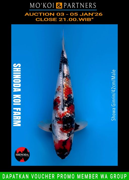 Lelang Koi Online, Jual Beli Ikan Koi, Pusat Jual Beli Koi, Info Lelang Koi Hari Ini, Platform Jual Beli Koi, Jual Beli Ikan Koi Online, Marketplace Ikan Koi, Jual Koi Terbaik, Tempat Beli Koi Berkualitas, Pasar Ikan Koi Online Terpercaya, Penjual Ikan Koi Terpercaya, Beli Koi Hias Online, Ikan Koi untuk Dijual, Koi Kualitas Terbaik, Toko Online Ikan Koi, Koi Hias Untuk Dijual, Jual Beli Ikan Koi Lokal, Koi Indonesia Online, Pusat Jual Beli Koi Terbesar