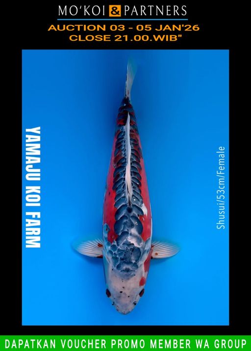 Lelang Koi Online, Jual Beli Ikan Koi, Pusat Jual Beli Koi, Info Lelang Koi Hari Ini, Platform Jual Beli Koi, Jual Beli Ikan Koi Online, Marketplace Ikan Koi, Jual Koi Terbaik, Tempat Beli Koi Berkualitas, Pasar Ikan Koi Online Terpercaya, Penjual Ikan Koi Terpercaya, Beli Koi Hias Online, Ikan Koi untuk Dijual, Koi Kualitas Terbaik, Toko Online Ikan Koi, Koi Hias Untuk Dijual, Jual Beli Ikan Koi Lokal, Koi Indonesia Online, Pusat Jual Beli Koi Terbesar