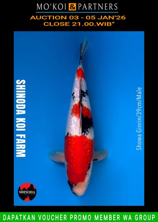 Lelang Koi Online, Jual Beli Ikan Koi, Pusat Jual Beli Koi, Info Lelang Koi Hari Ini, Platform Jual Beli Koi, Jual Beli Ikan Koi Online, Marketplace Ikan Koi, Jual Koi Terbaik, Tempat Beli Koi Berkualitas, Pasar Ikan Koi Online Terpercaya, Penjual Ikan Koi Terpercaya, Beli Koi Hias Online, Ikan Koi untuk Dijual, Koi Kualitas Terbaik, Toko Online Ikan Koi, Koi Hias Untuk Dijual, Jual Beli Ikan Koi Lokal, Koi Indonesia Online, Pusat Jual Beli Koi Terbesar