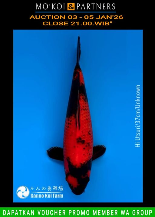 Lelang Koi Online, Jual Beli Ikan Koi, Pusat Jual Beli Koi, Info Lelang Koi Hari Ini, Platform Jual Beli Koi, Jual Beli Ikan Koi Online, Marketplace Ikan Koi, Jual Koi Terbaik, Tempat Beli Koi Berkualitas, Pasar Ikan Koi Online Terpercaya, Penjual Ikan Koi Terpercaya, Beli Koi Hias Online, Ikan Koi untuk Dijual, Koi Kualitas Terbaik, Toko Online Ikan Koi, Koi Hias Untuk Dijual, Jual Beli Ikan Koi Lokal, Koi Indonesia Online, Pusat Jual Beli Koi Terbesar