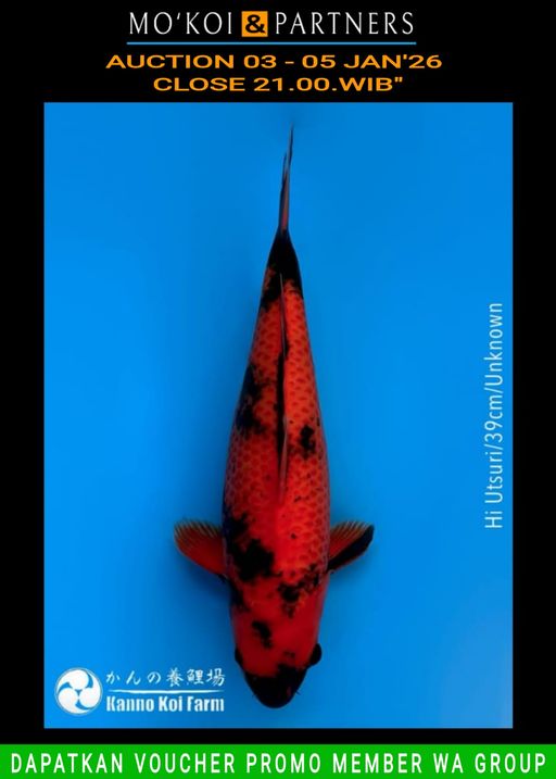 Lelang Koi Online, Jual Beli Ikan Koi, Pusat Jual Beli Koi, Info Lelang Koi Hari Ini, Platform Jual Beli Koi, Jual Beli Ikan Koi Online, Marketplace Ikan Koi, Jual Koi Terbaik, Tempat Beli Koi Berkualitas, Pasar Ikan Koi Online Terpercaya, Penjual Ikan Koi Terpercaya, Beli Koi Hias Online, Ikan Koi untuk Dijual, Koi Kualitas Terbaik, Toko Online Ikan Koi, Koi Hias Untuk Dijual, Jual Beli Ikan Koi Lokal, Koi Indonesia Online, Pusat Jual Beli Koi Terbesar