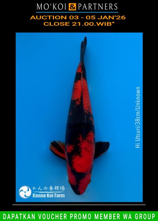 Lelang Koi Online, Jual Beli Ikan Koi, Pusat Jual Beli Koi, Info Lelang Koi Hari Ini, Platform Jual Beli Koi, Jual Beli Ikan Koi Online, Marketplace Ikan Koi, Jual Koi Terbaik, Tempat Beli Koi Berkualitas, Pasar Ikan Koi Online Terpercaya, Penjual Ikan Koi Terpercaya, Beli Koi Hias Online, Ikan Koi untuk Dijual, Koi Kualitas Terbaik, Toko Online Ikan Koi, Koi Hias Untuk Dijual, Jual Beli Ikan Koi Lokal, Koi Indonesia Online, Pusat Jual Beli Koi Terbesar