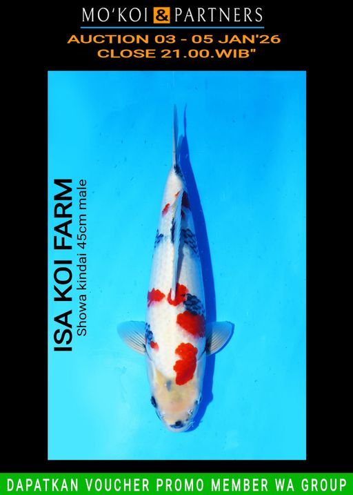 Lelang Koi Online, Jual Beli Ikan Koi, Pusat Jual Beli Koi, Info Lelang Koi Hari Ini, Platform Jual Beli Koi, Jual Beli Ikan Koi Online, Marketplace Ikan Koi, Jual Koi Terbaik, Tempat Beli Koi Berkualitas, Pasar Ikan Koi Online Terpercaya, Penjual Ikan Koi Terpercaya, Beli Koi Hias Online, Ikan Koi untuk Dijual, Koi Kualitas Terbaik, Toko Online Ikan Koi, Koi Hias Untuk Dijual, Jual Beli Ikan Koi Lokal, Koi Indonesia Online, Pusat Jual Beli Koi Terbesar