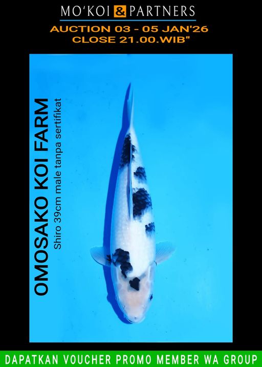 Lelang Koi Online, Jual Beli Ikan Koi, Pusat Jual Beli Koi, Info Lelang Koi Hari Ini, Platform Jual Beli Koi, Jual Beli Ikan Koi Online, Marketplace Ikan Koi, Jual Koi Terbaik, Tempat Beli Koi Berkualitas, Pasar Ikan Koi Online Terpercaya, Penjual Ikan Koi Terpercaya, Beli Koi Hias Online, Ikan Koi untuk Dijual, Koi Kualitas Terbaik, Toko Online Ikan Koi, Koi Hias Untuk Dijual, Jual Beli Ikan Koi Lokal, Koi Indonesia Online, Pusat Jual Beli Koi Terbesar