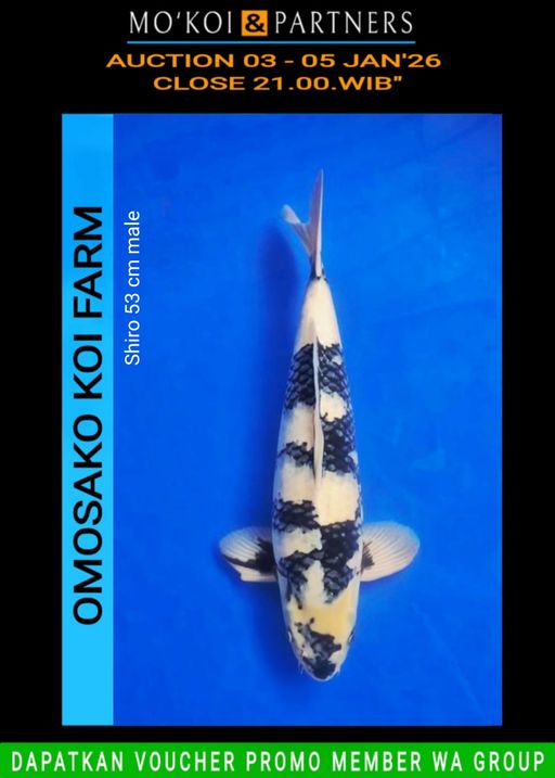 Lelang Koi Online, Jual Beli Ikan Koi, Pusat Jual Beli Koi, Info Lelang Koi Hari Ini, Platform Jual Beli Koi, Jual Beli Ikan Koi Online, Marketplace Ikan Koi, Jual Koi Terbaik, Tempat Beli Koi Berkualitas, Pasar Ikan Koi Online Terpercaya, Penjual Ikan Koi Terpercaya, Beli Koi Hias Online, Ikan Koi untuk Dijual, Koi Kualitas Terbaik, Toko Online Ikan Koi, Koi Hias Untuk Dijual, Jual Beli Ikan Koi Lokal, Koi Indonesia Online, Pusat Jual Beli Koi Terbesar