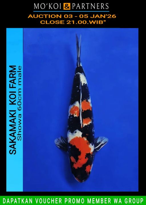 Lelang Koi Online, Jual Beli Ikan Koi, Pusat Jual Beli Koi, Info Lelang Koi Hari Ini, Platform Jual Beli Koi, Jual Beli Ikan Koi Online, Marketplace Ikan Koi, Jual Koi Terbaik, Tempat Beli Koi Berkualitas, Pasar Ikan Koi Online Terpercaya, Penjual Ikan Koi Terpercaya, Beli Koi Hias Online, Ikan Koi untuk Dijual, Koi Kualitas Terbaik, Toko Online Ikan Koi, Koi Hias Untuk Dijual, Jual Beli Ikan Koi Lokal, Koi Indonesia Online, Pusat Jual Beli Koi Terbesar