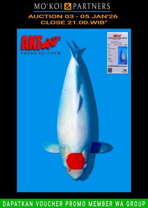 Lelang Koi Online, Jual Beli Ikan Koi, Pusat Jual Beli Koi, Info Lelang Koi Hari Ini, Platform Jual Beli Koi, Jual Beli Ikan Koi Online, Marketplace Ikan Koi, Jual Koi Terbaik, Tempat Beli Koi Berkualitas, Pasar Ikan Koi Online Terpercaya, Penjual Ikan Koi Terpercaya, Beli Koi Hias Online, Ikan Koi untuk Dijual, Koi Kualitas Terbaik, Toko Online Ikan Koi, Koi Hias Untuk Dijual, Jual Beli Ikan Koi Lokal, Koi Indonesia Online, Pusat Jual Beli Koi Terbesar