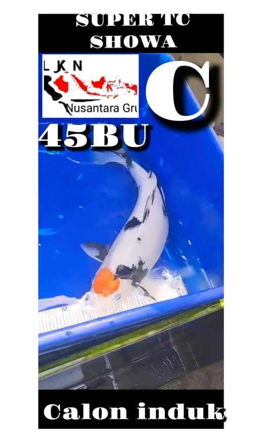 Lelang Koi Online, Jual Beli Ikan Koi, Pusat Jual Beli Koi, Info Lelang Koi Hari Ini, Platform Jual Beli Koi, Jual Beli Ikan Koi Online, Marketplace Ikan Koi, Jual Koi Terbaik, Tempat Beli Koi Berkualitas, Pasar Ikan Koi Online Terpercaya, Penjual Ikan Koi Terpercaya, Beli Koi Hias Online, Ikan Koi untuk Dijual, Koi Kualitas Terbaik, Toko Online Ikan Koi, Koi Hias Untuk Dijual, Jual Beli Ikan Koi Lokal, Koi Indonesia Online, Pusat Jual Beli Koi Terbesar