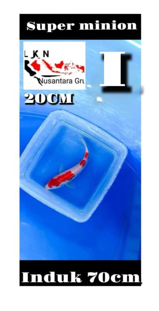 Lelang Koi Online, Jual Beli Ikan Koi, Pusat Jual Beli Koi, Info Lelang Koi Hari Ini, Platform Jual Beli Koi, Jual Beli Ikan Koi Online, Marketplace Ikan Koi, Jual Koi Terbaik, Tempat Beli Koi Berkualitas, Pasar Ikan Koi Online Terpercaya, Penjual Ikan Koi Terpercaya, Beli Koi Hias Online, Ikan Koi untuk Dijual, Koi Kualitas Terbaik, Toko Online Ikan Koi, Koi Hias Untuk Dijual, Jual Beli Ikan Koi Lokal, Koi Indonesia Online, Pusat Jual Beli Koi Terbesar